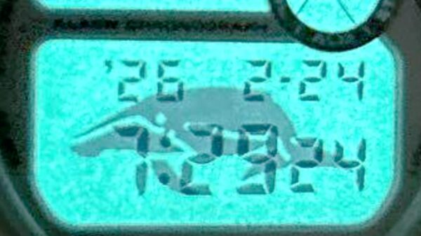 G-SHOCKイルカクジラモデルのバックライト点灯後液晶に写るクジラ